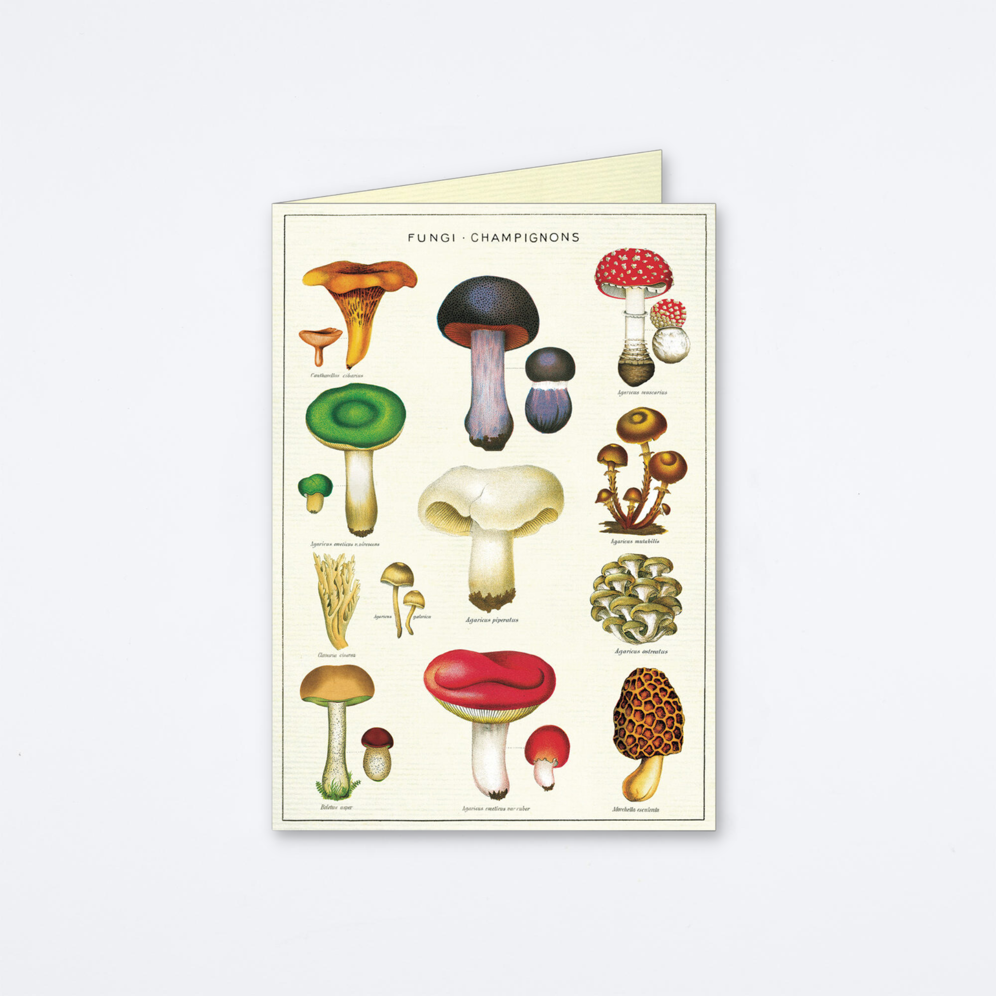 Mushrooms Greeting Card