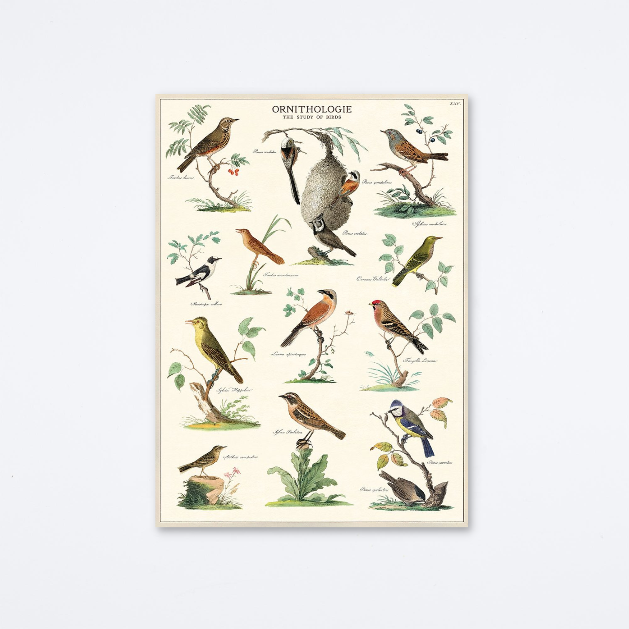 Ornithologie Wrap