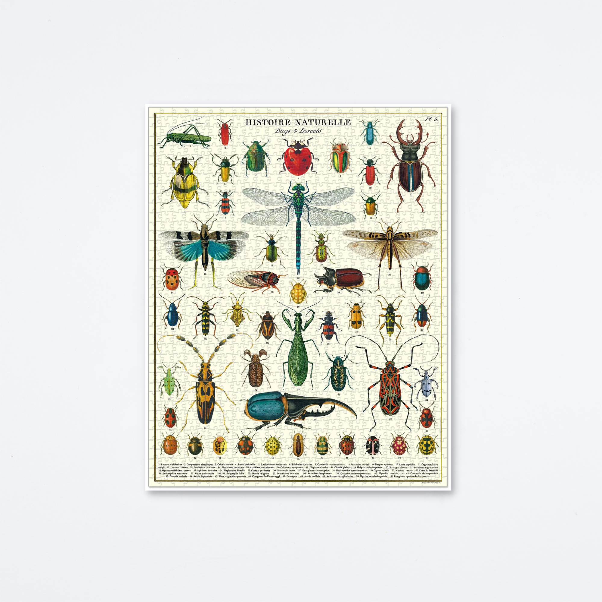 Bugs & Insects Puzzle