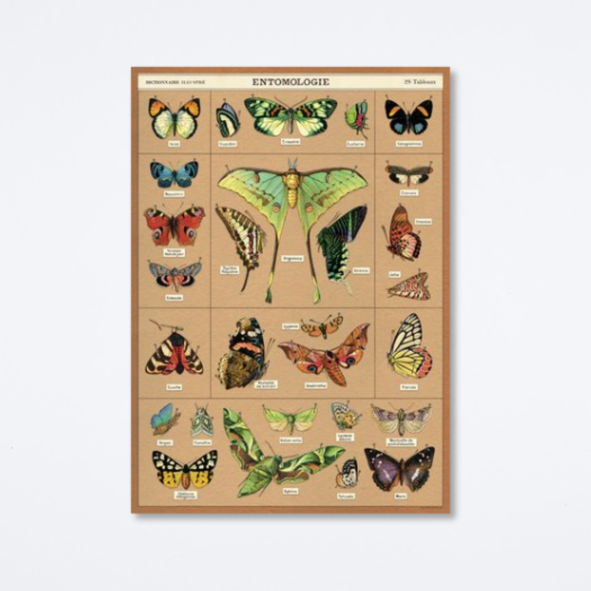 Entomology Wrap