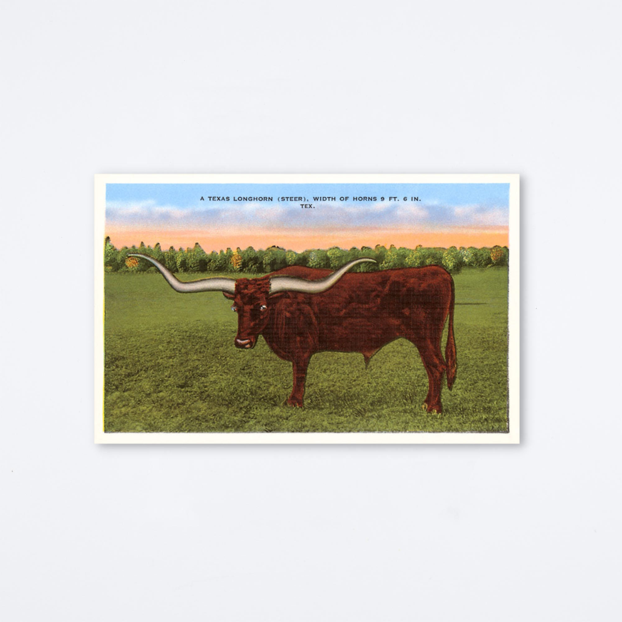 Texas Longhorn Postcard