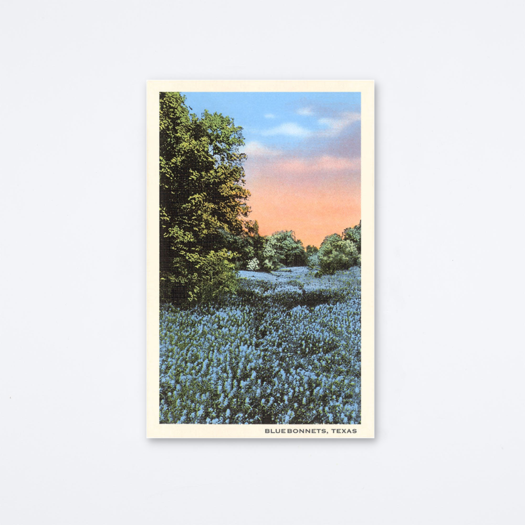 Bluebonnets Texas Postcard