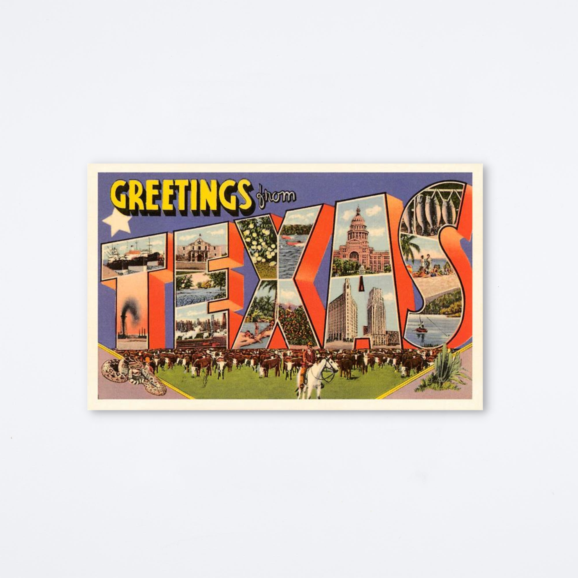 Greetings From Texas Herd Postcard