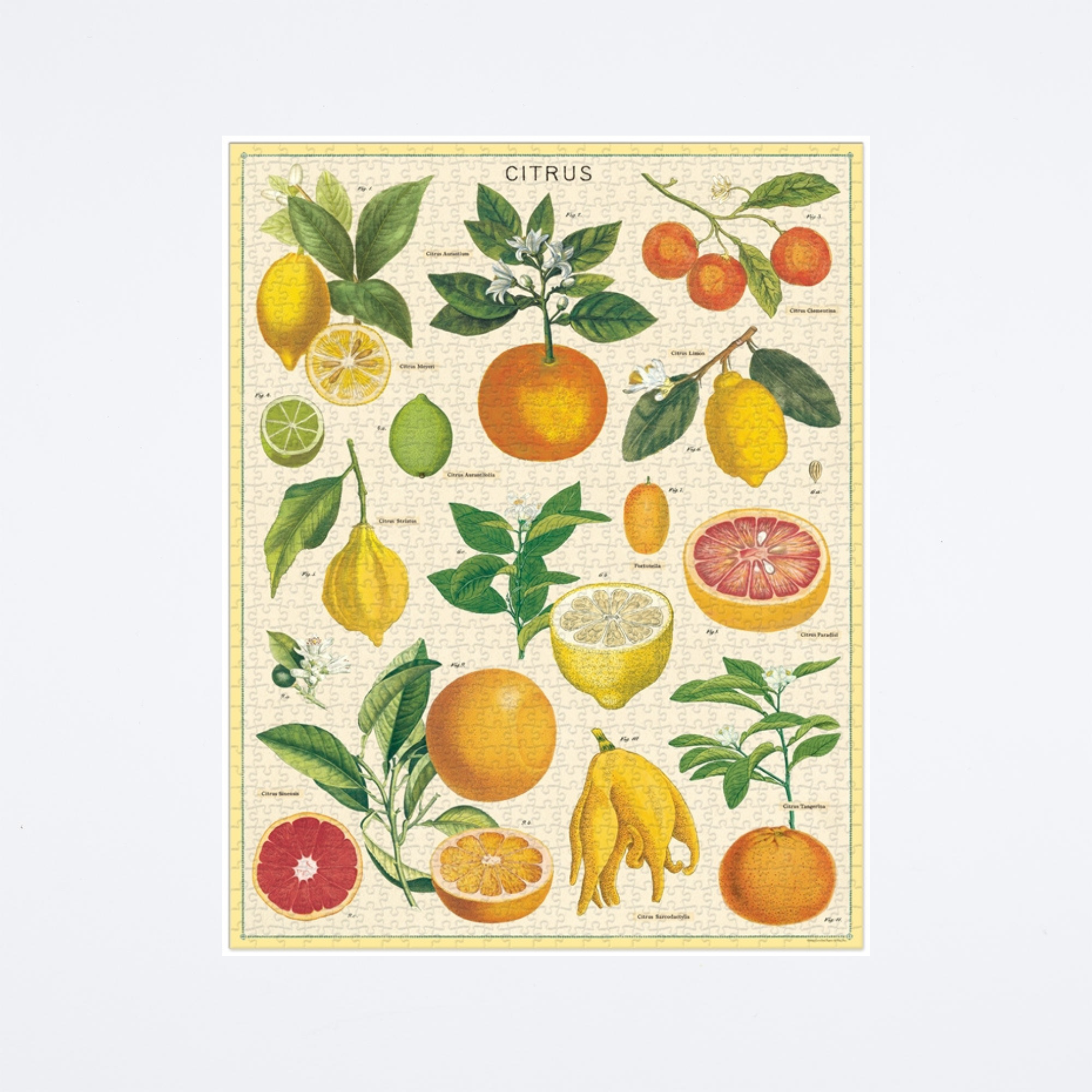 Citrus Puzzle